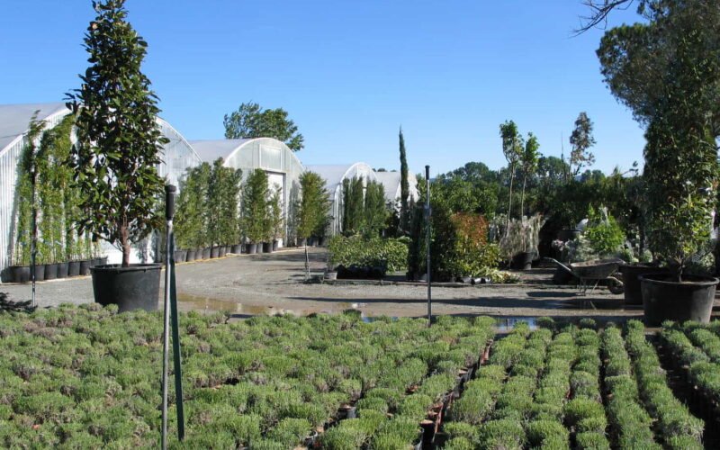 Pépinière DécoJardins – production végétale dans le Var